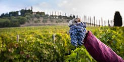 Sangiovese